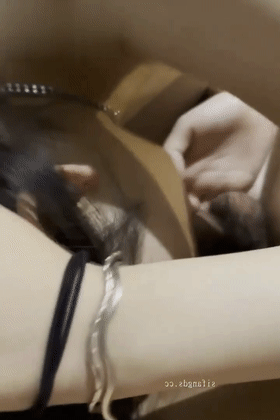 5.gif